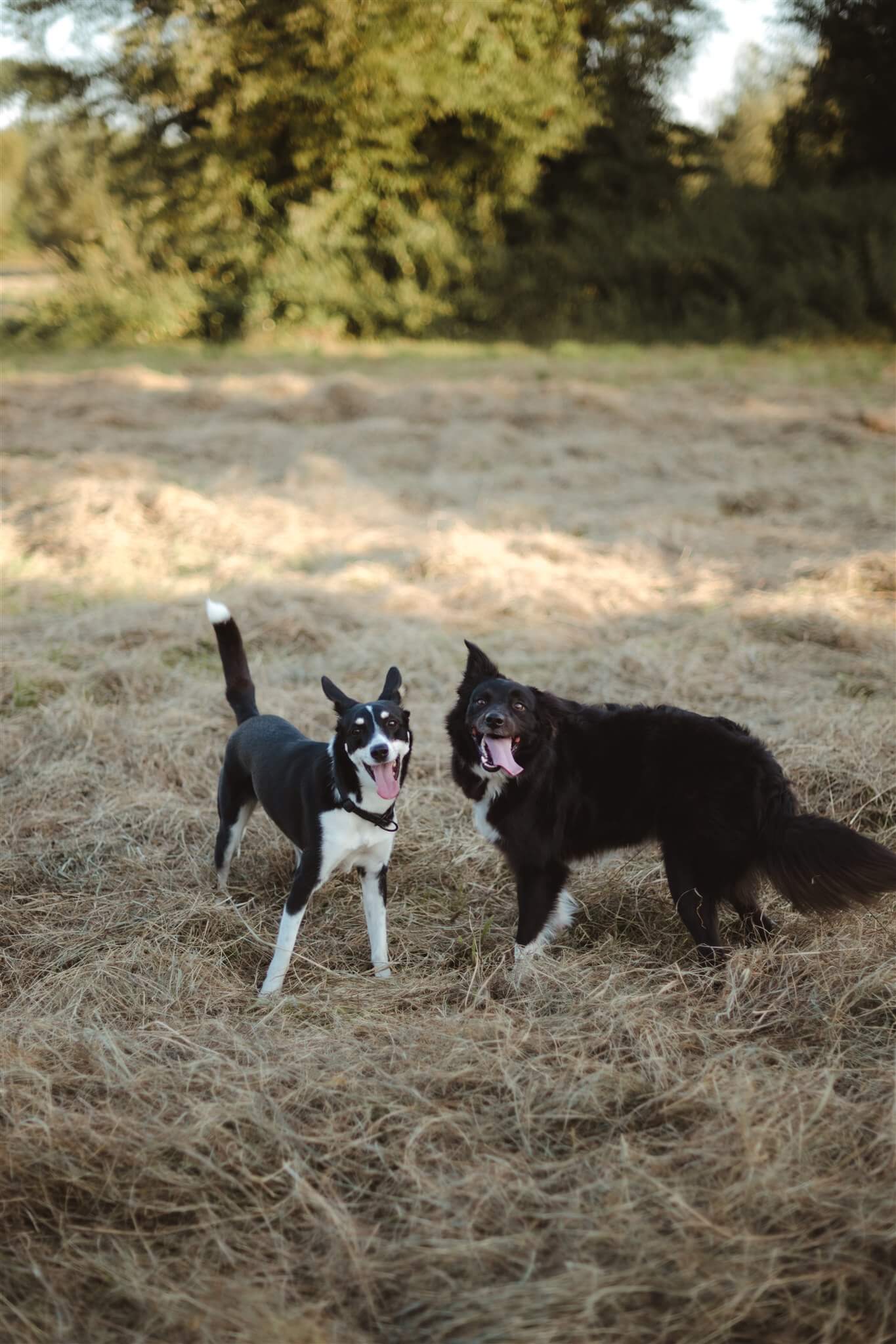 Lass uns starten – für ein entspanntes Miteinander in Düsseldorf Wenn du eine Hundetrainerin in Düsseldorf suchst, die individuell auf euch eingeht und Wert auf eine respektvolle, auf Vertrauen basierende Beziehung legt, bist du bei Canisophie genau richtig. Melde dich bei mir und lass uns zusammen herausfinden, wie ich euch am besten unterstützen kann. Kontaktiere mich jetzt, und wir machen den ersten Schritt in Richtung eines harmonischen und entspannten Zusammenlebens mit deinem Hund!