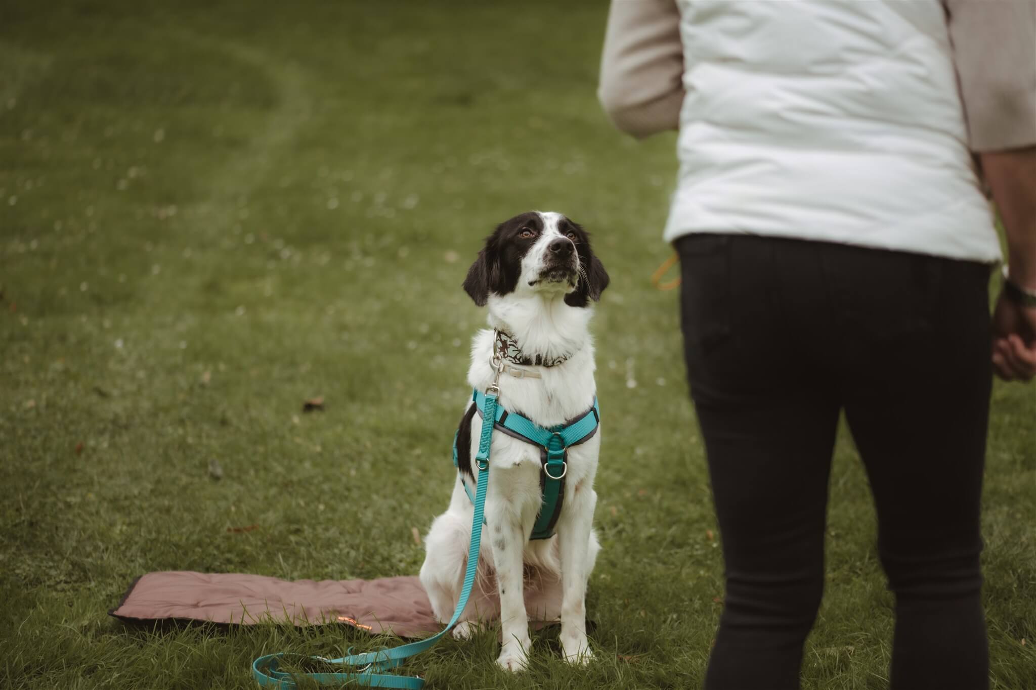 Hundetraining Düsseldorf