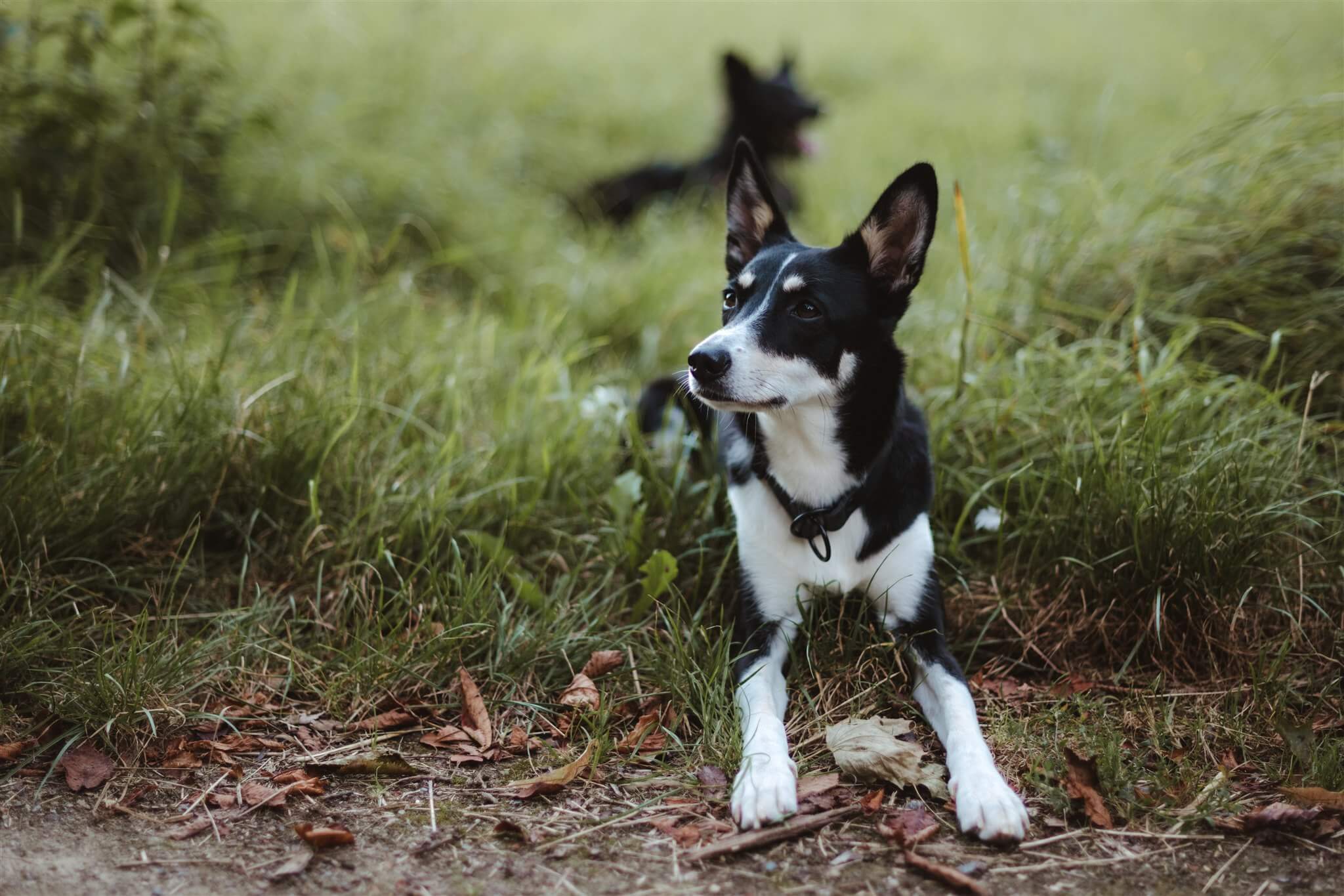 Hundeerziehung Hundetraining Düsseldorf