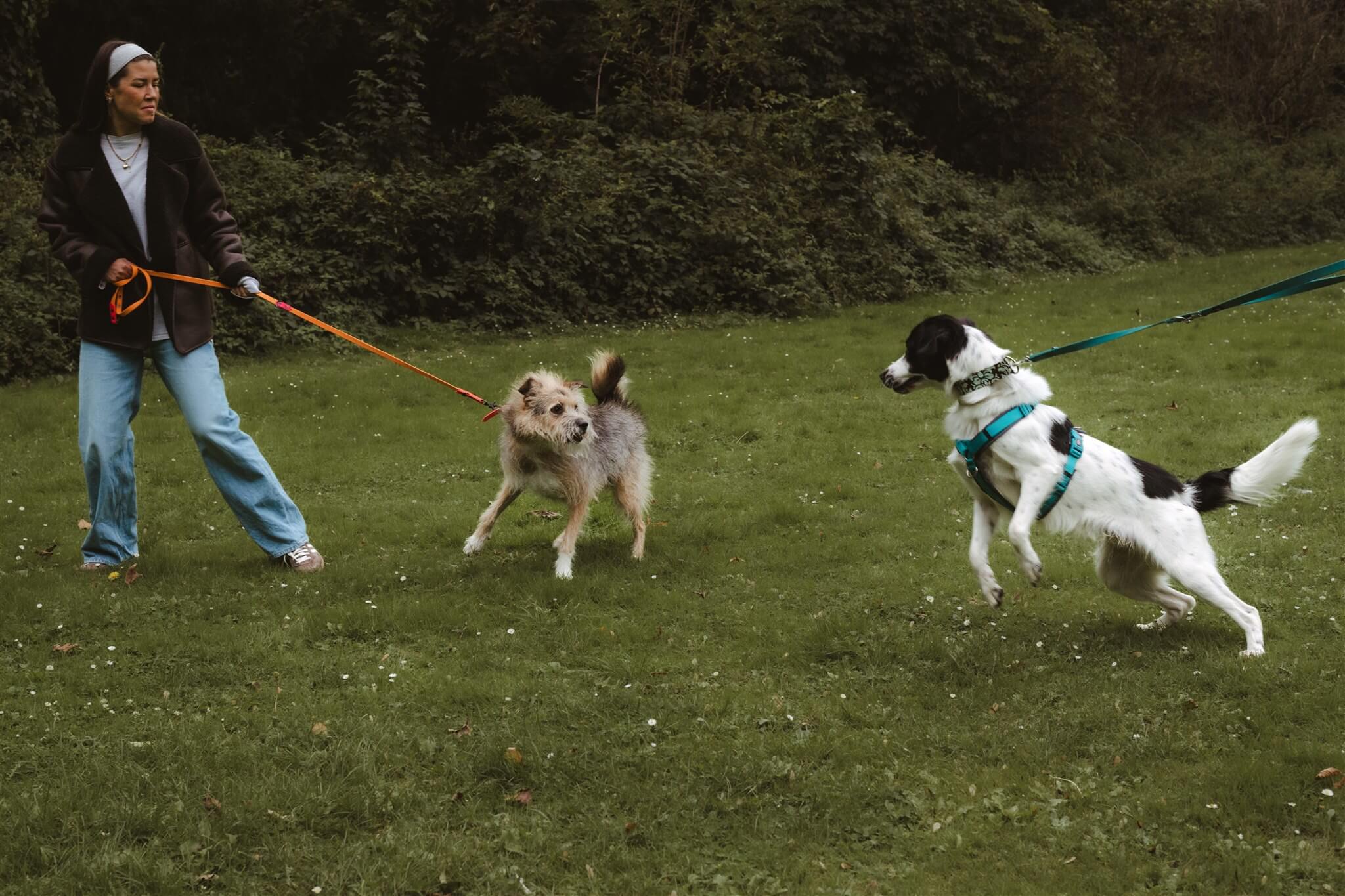 Hundeerziehung Hundetraining Leinenpöbeln Düsseldorf