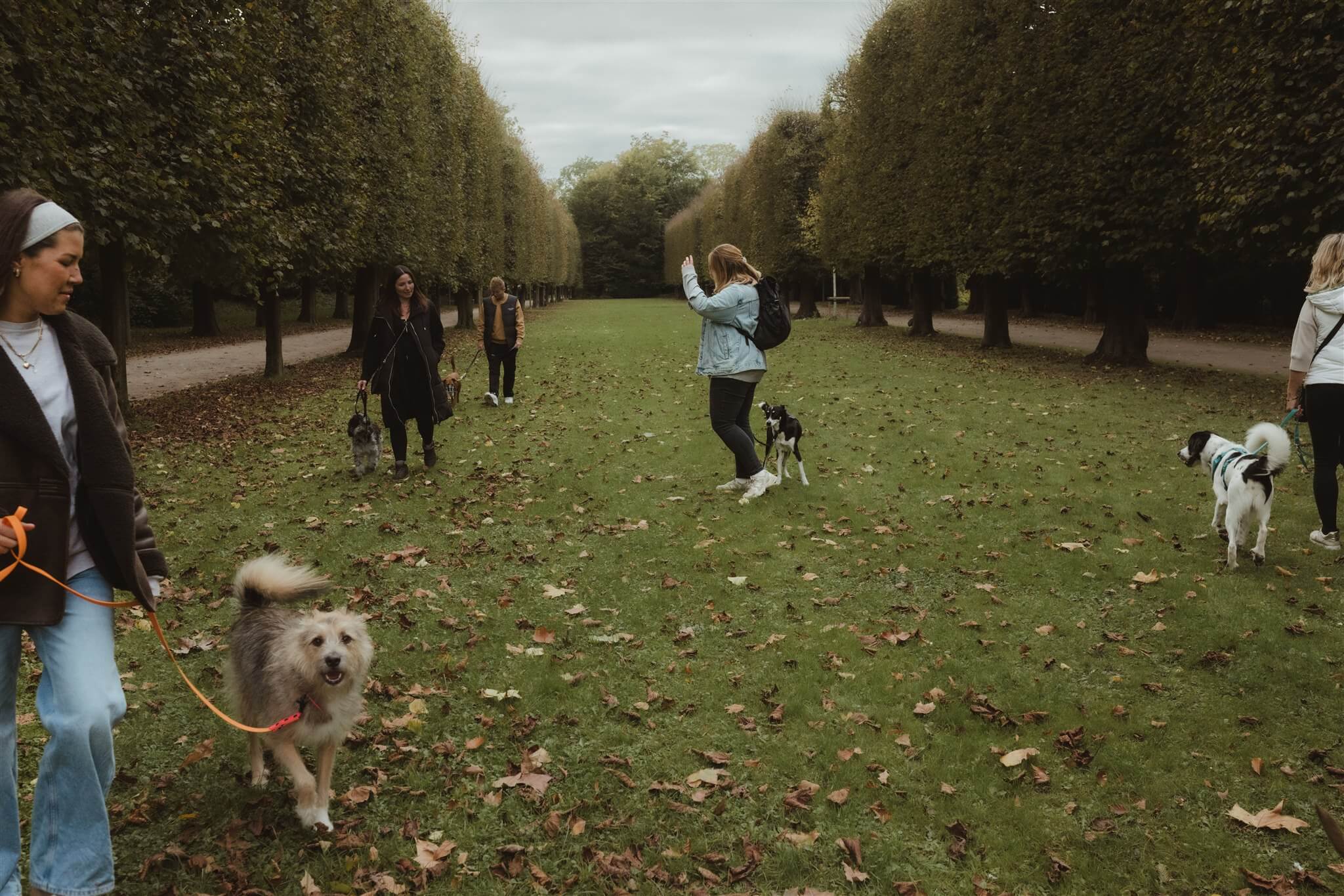 Social Walks Düsseldorf Hundetraining