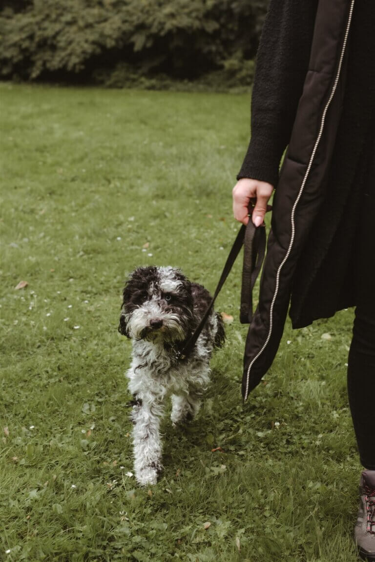 Hundetraining Leinenführigkeit Orientierung Düsseldorf