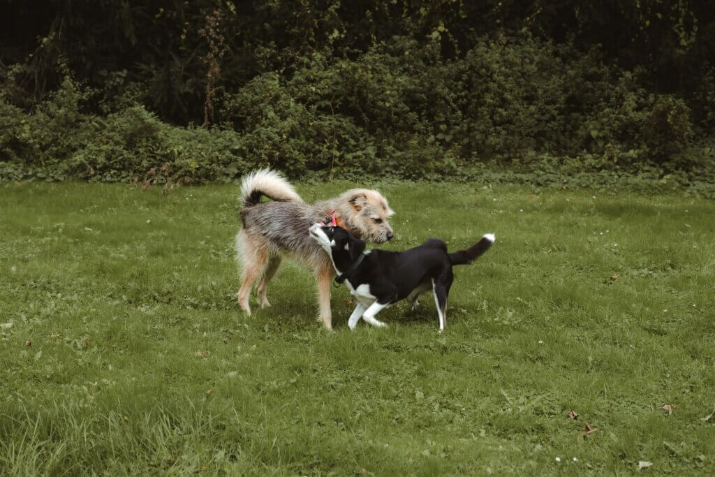 Hundetraining Düsseldorf