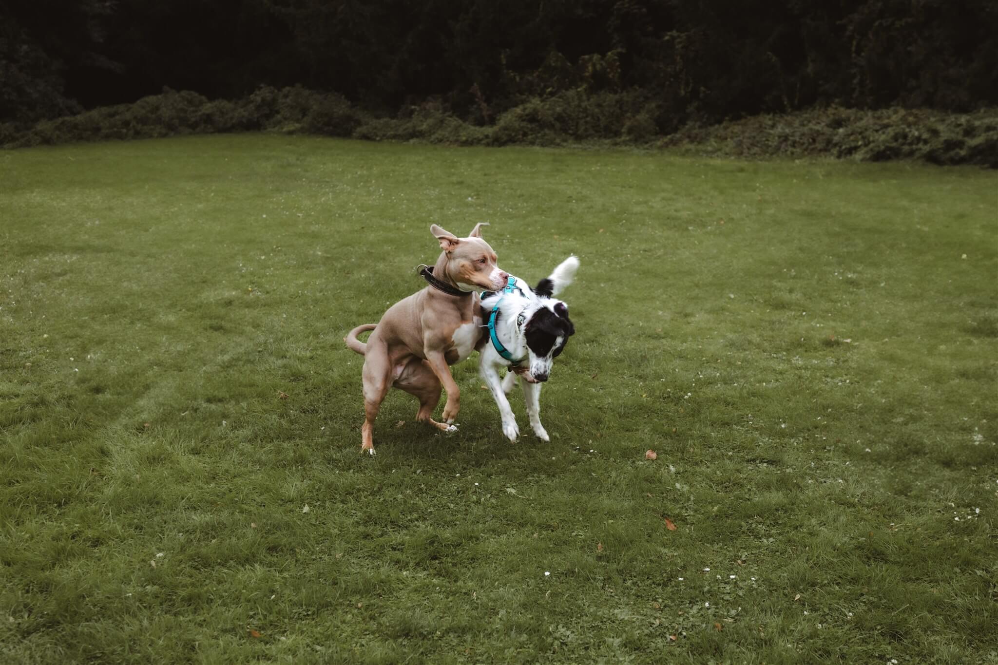 Sozialkontaktstunde für Hunde in Düsseldorf
