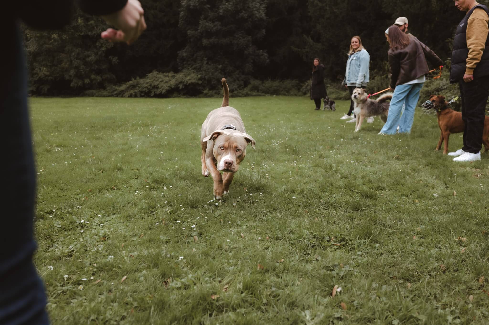 Hundetraining Düsseldorf Rückruf training