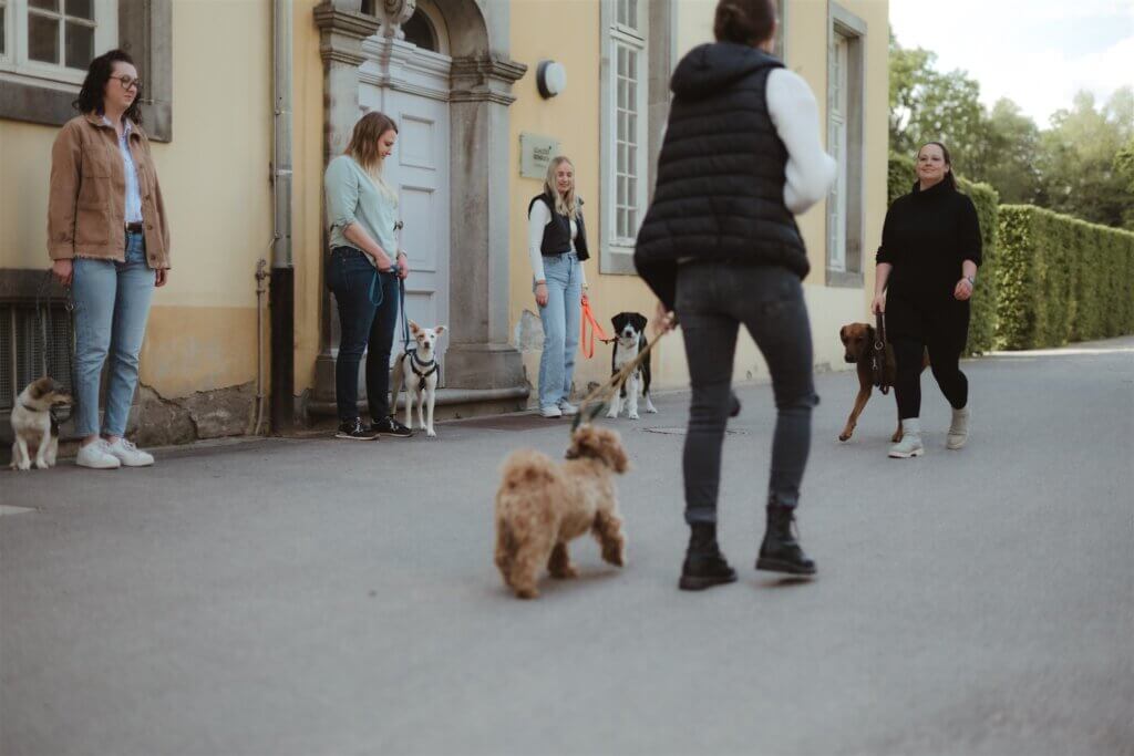 Hundetraining Düsseldorf
