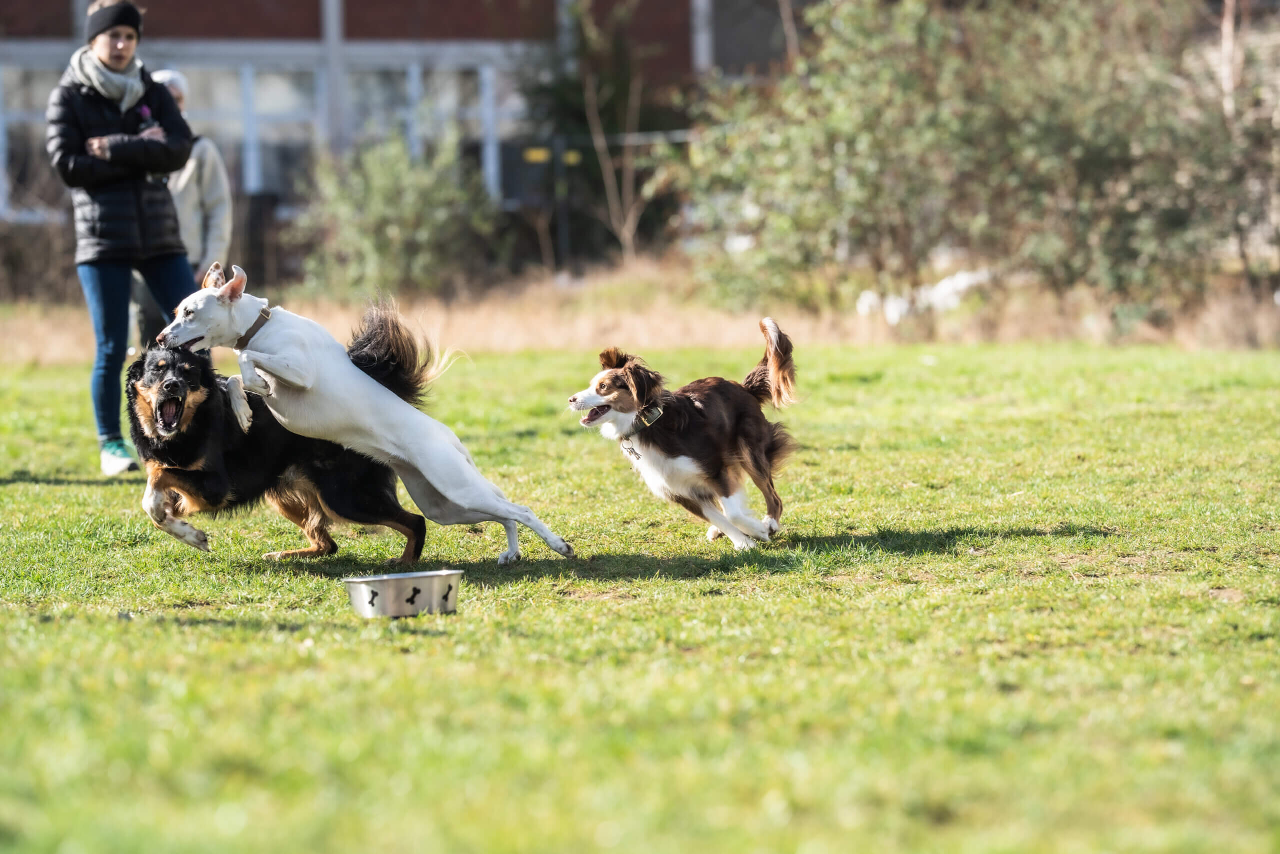 Hundebegegnungstraining Düsseldorf Langenfeld