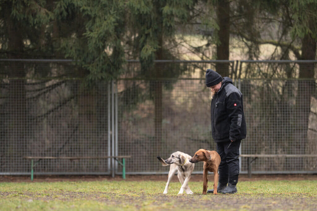 Junghundegruppe Düsseldorf