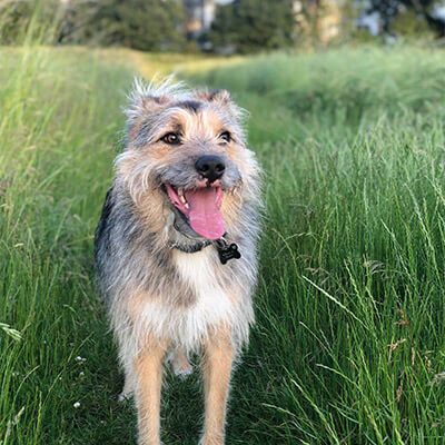 Rumäne Peppi beim Hundetraining: Feedback zur Arbeit von Hundetrainerin Anna von canisophie.