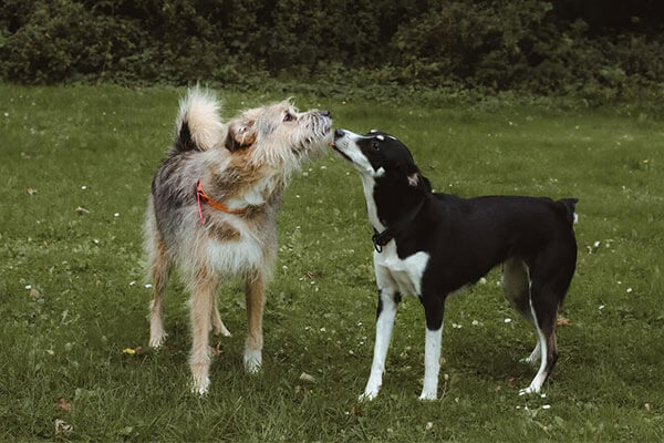 Zwei Hunde im Hundetraining bei canisophie in Düsseldorf