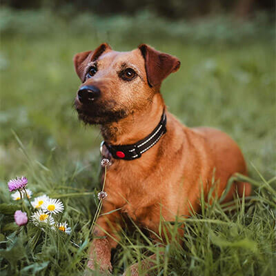Terrier-Mischling Frieda auf einer Wiese. Die Halterinnen geben Feedback zum Hundetraining.
