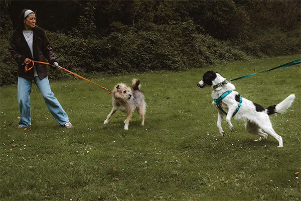 Hundetraining-Angebote: Workshops. Hund zieht an der Leine.