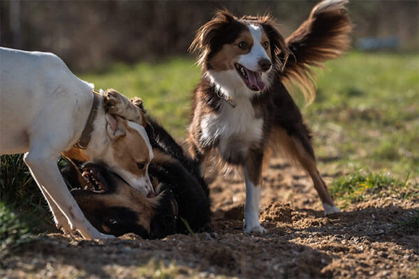 Hundetraining für Junghunde in Düsseldorf