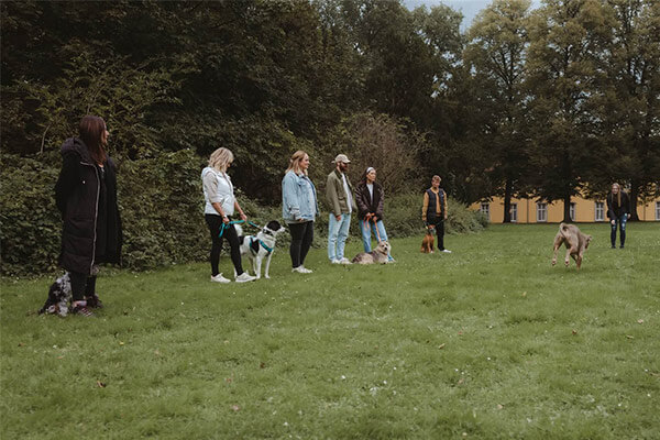 Hundetraining für Junghunde: Teilnehmer der Junghundegruppe
