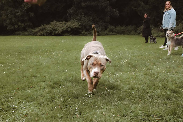 hundetraining-rueckruf-workshop-duesseldorf