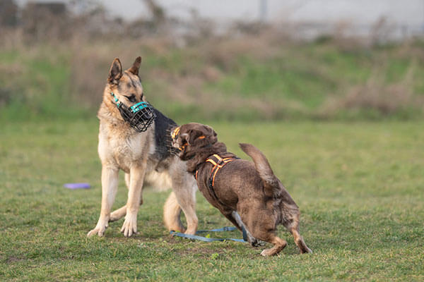 Sozialkontaktstunde für Hunde in Düsseldorf. Zwei Hunde lernen sich kennen.