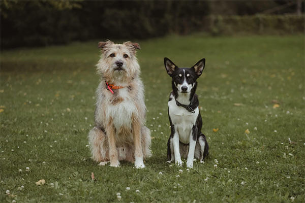 Hundetraining für Tierschutzhunde und erwachsene Hunde
