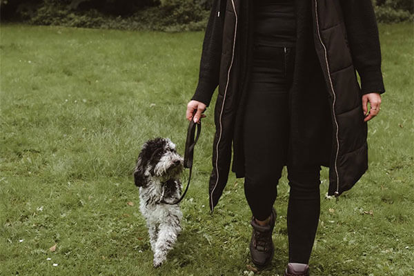 Leinenführigkeit für Hunde in Düsseldorf