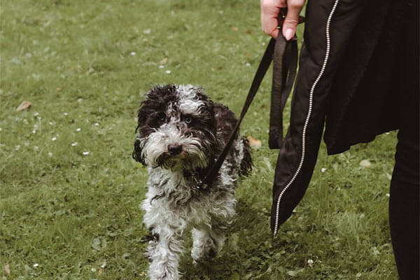 Hundetraining-Angebote: Orientierung an der Leine