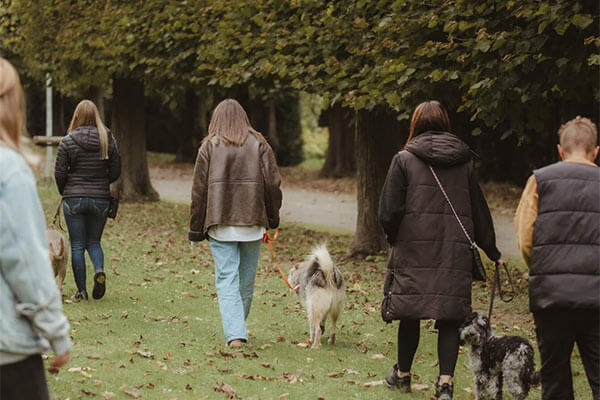 Social Walks für Mensch-Hund-Teams in Düsseldorf