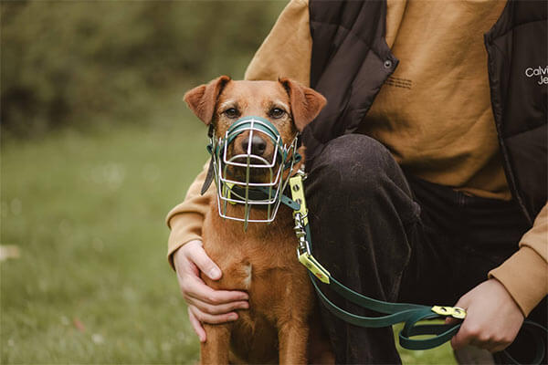 Workshop für Hibbelhunde: hibbeliger Hund mit Maulkorb