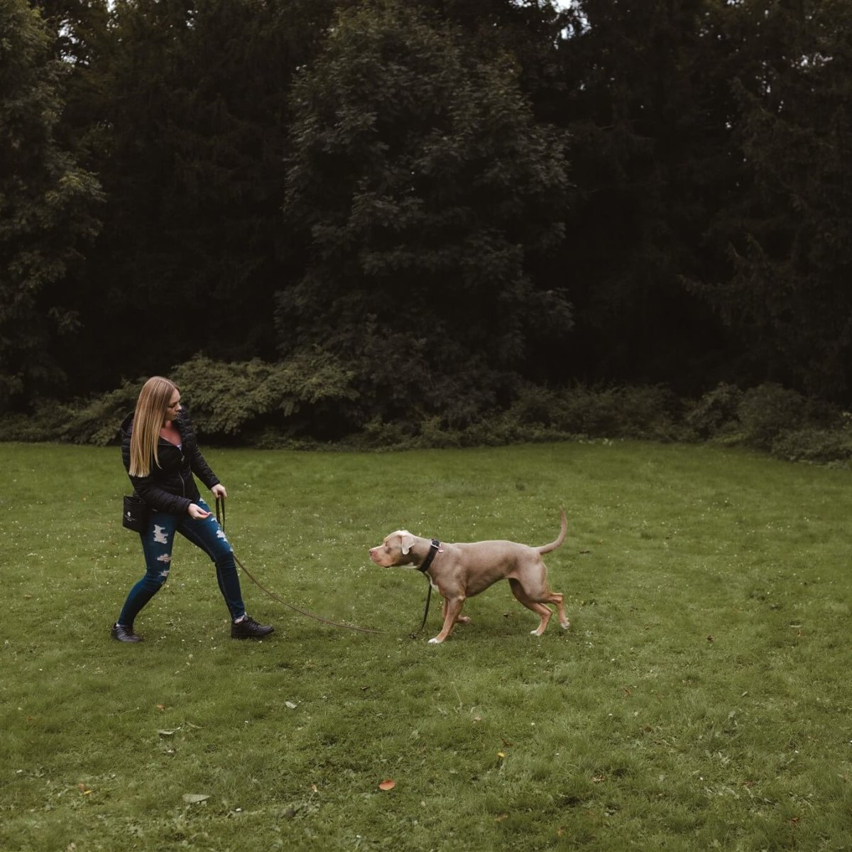 Einzelstunden Hundetraining Düsseldorf